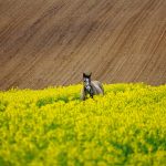 Specjalista geodezyjny przy inwestycji – {kiedy jego pomoc jest niezbędna